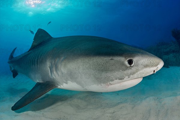 Tiger Shark (Galeocerdo cuvier) on the sea floor