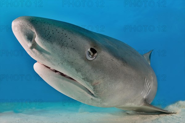 Tiger Shark (Galeocerdo cuvier)