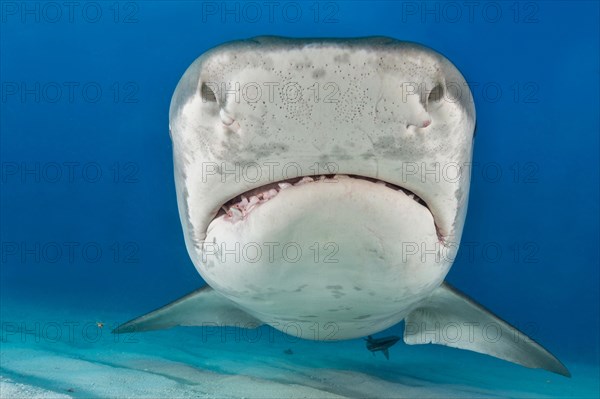 Tiger Shark (Galeocerdo cuvier)