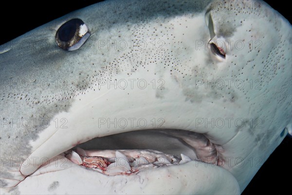 Tiger Shark (Galeocerdo cuvier)