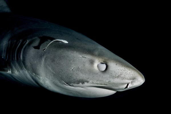 Tiger Shark (Galeocerdo cuvier)