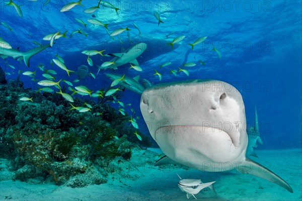 Tiger Shark (Galeocerdo cuvier) with a small school of fish