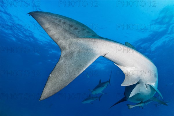 Tiger Shark (Galeocerdo cuvier)