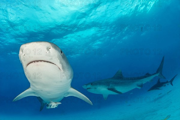 Tiger sharks (Galeocerdo cuvier)