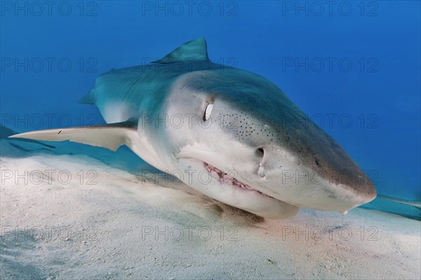 Tiger Shark (Galeocerdo cuvier) on the sea floor