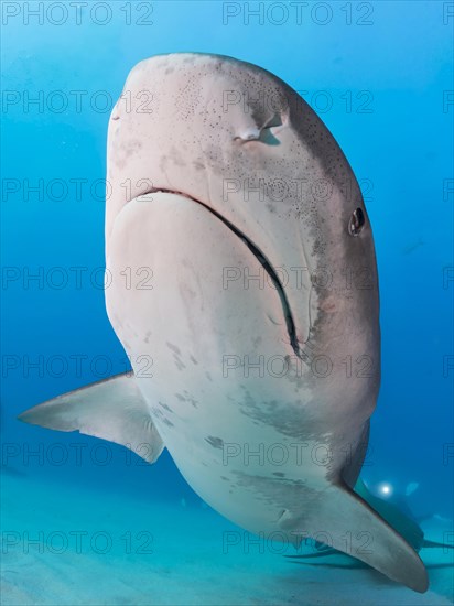 Tiger Shark (Galeocerdo cuvier) from below