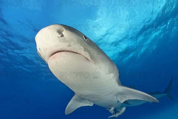 Tiger Shark (Galeocerdo cuvier) from below