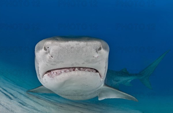 Tiger Shark (Galeocerdo cuvier)