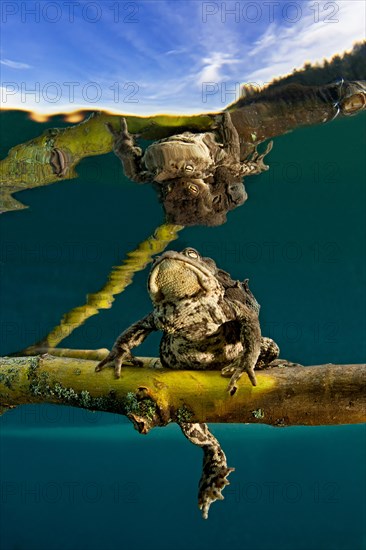 Common toads (Bufo bufo complex) sitting on tree branch underwater