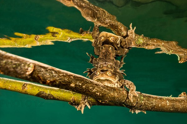 Common toads (Bufo bufo complex) sitting on tree branch underwater