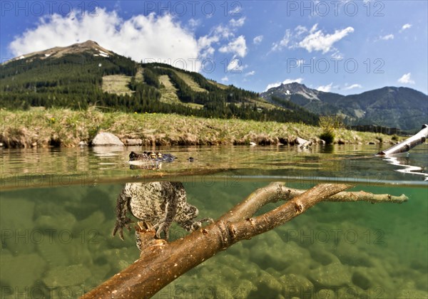 Common toad (Bufo bufo complex) sitting underwater on a branch and looking out of the water