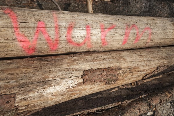 Peeled spruce logs (Picea abies) labelled with "Wurm"