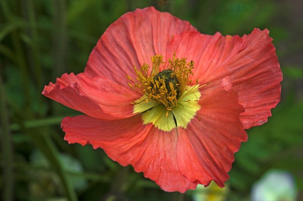 Iceland poppy 'Garden Gnome' (Papaver nudicaule)