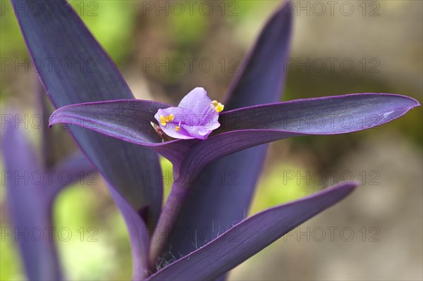 Spiderworts (Tradescantia)