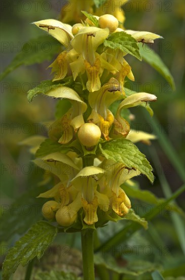 Yellow Archangel (Lamium galeobdolon)