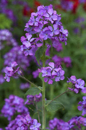 Annual Honesty (Lunaria annua)