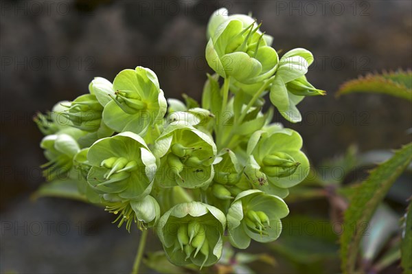 Holly-leaved Hellebore (Helleborus argutifolius)