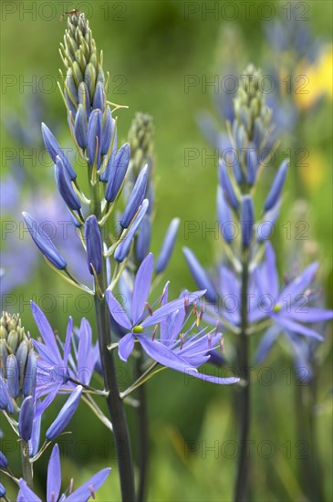 Cussick's Camas (Camassia cusickii)