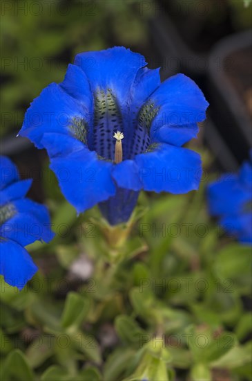 Stemless Gentian (Gentiana acaulis)