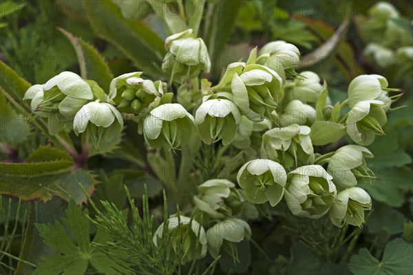 Holly-leaved Hellebore (Helleborus argutifolius)