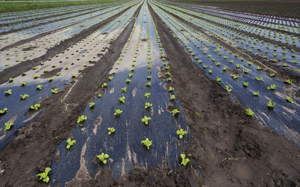 Early vegetable growing
