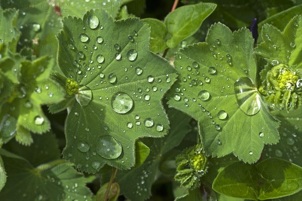 Lady's mantle (Alchemilla)