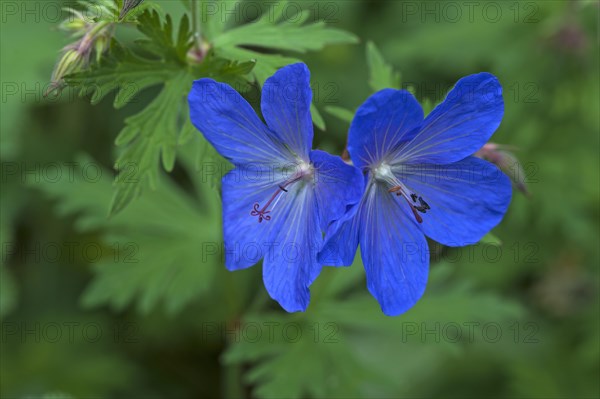 Meadow cranesbill (Geranium pratense)