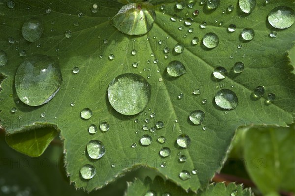 Lady's mantle (Alchemilla)