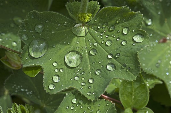 Lady's mantle (Alchemilla)