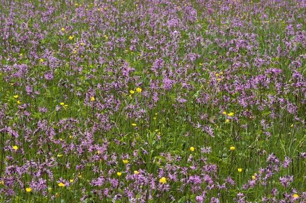 Meadow with blossoming Ragged Robin (Lychnis flos-cuculi) and buttercup (Ranunculus)