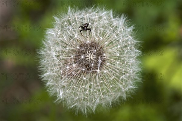 Faded dandelion (Taraxacum) with crab spider (Thomisidae)