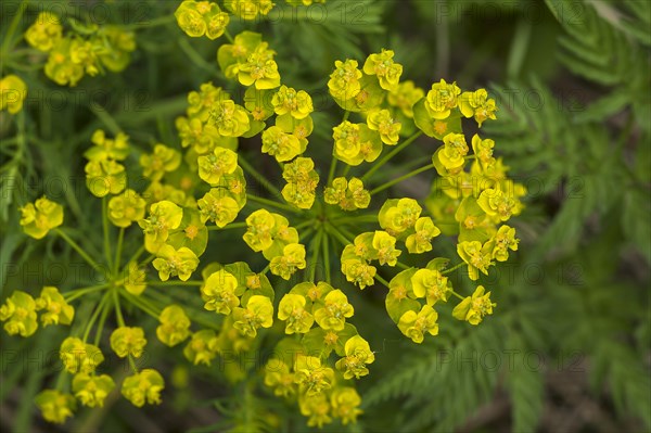 Cypress spurge (Euphorbia cyparissias) flowers