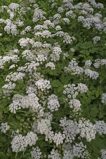 Flowering ground elder (Aegopodium podagraria)