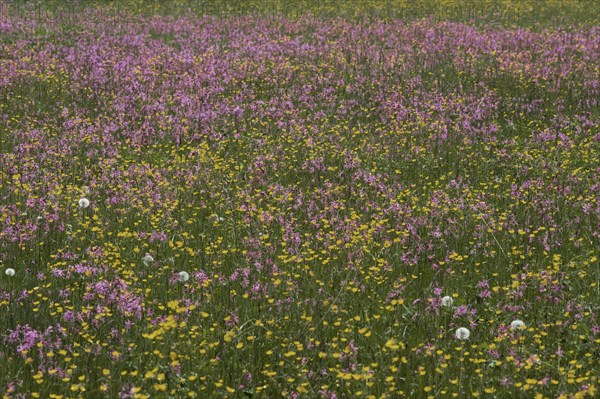 Meadow with blossoming Ragged Robin (Lychnis flos-cuculi) and buttercup (Ranunculus)