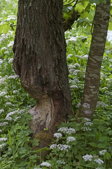 Beaver damage