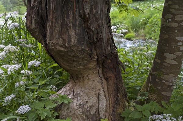 Beaver damage