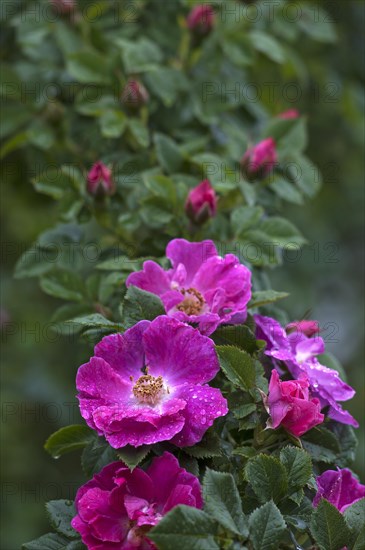 Flowers and buds of a Wild Rose (Rosa sp.)