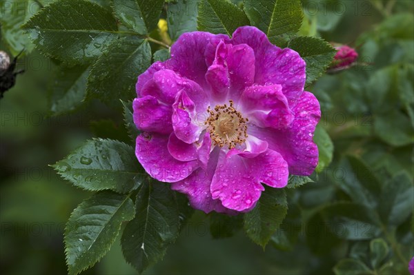 Flower of a Wild Rose (Rosa sp.) with drops of water