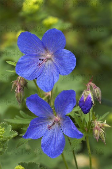 Meadow Cranesbill (Geranium pratense)