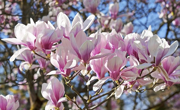 Blossoming Magnolia (Magnolia)