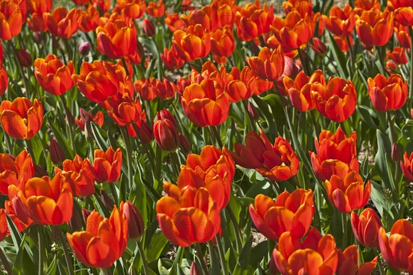 Red Tulips (Tulipa sp.)