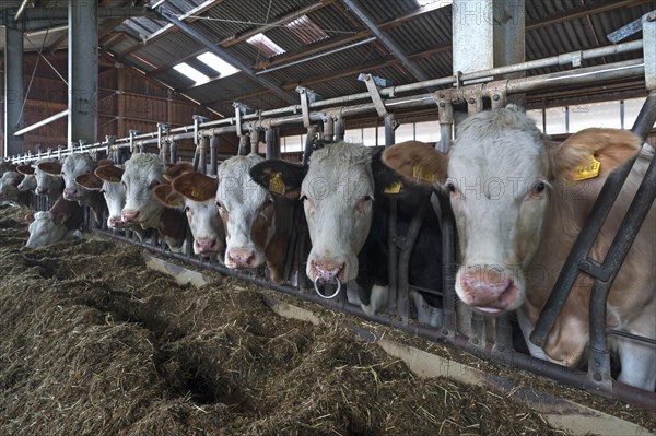 Young cattle at the feed fence in an exercise pen