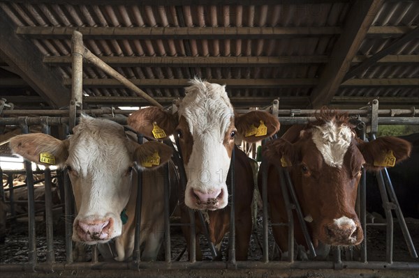 Three dairy cows in an exercise pen looking through the feed fence