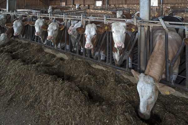 Young cattle at the feed fence in an exercise pen