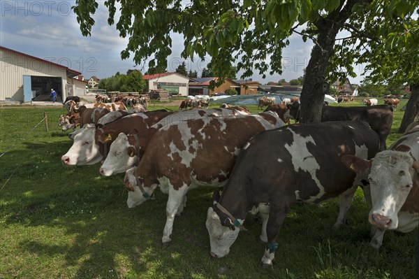 Dairy cows