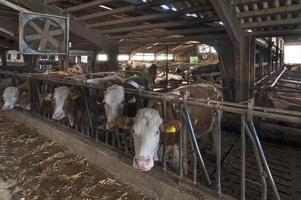 Cows at the feed fence in an exercise pen