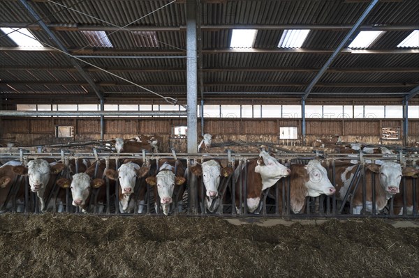 Young cattle at the feed fence in an exercise pen