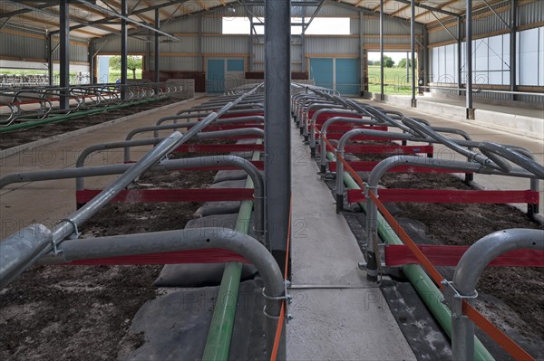 Cubicles in a modern cattle barn