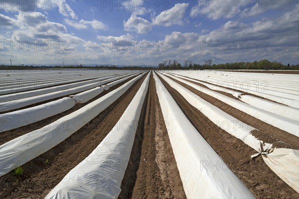 Asparagus fields covered with white foil