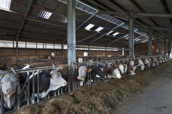 Young cattle at the feed fence in an exercise pen